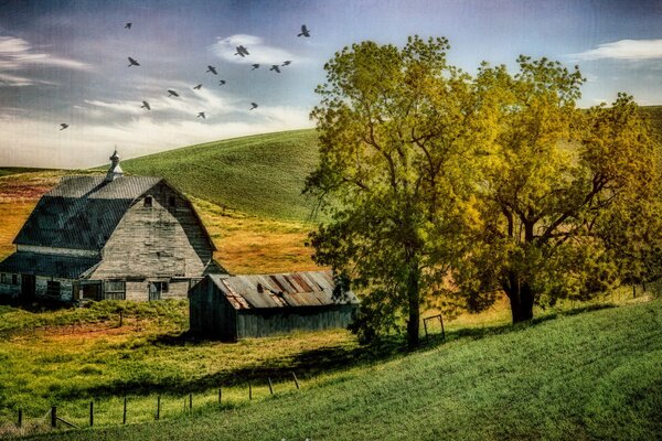 Village house in the field and trees