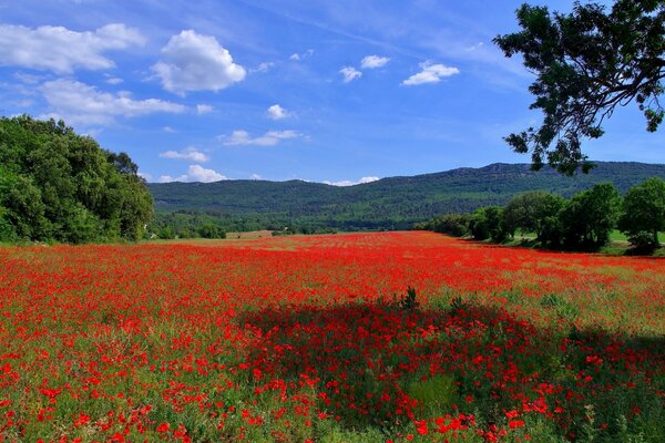 Rotes Mohnfeld. Blauer Himmel und Hügel