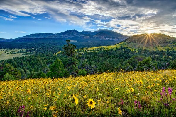 Prairie de fleurs, montagnes et ciel bleu