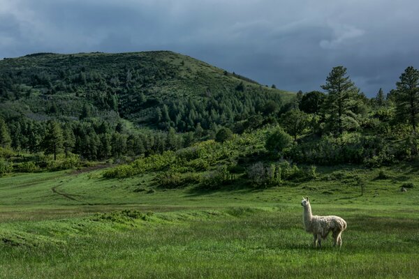 Der Hügel, wo die Lamas mit grünem Gras spazieren gehen