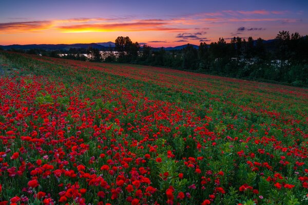 Campo de amapola en España