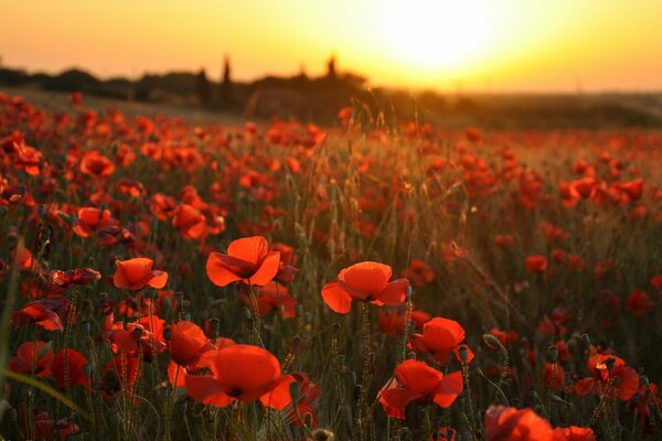 Campo de amapolas en flor al atardecer