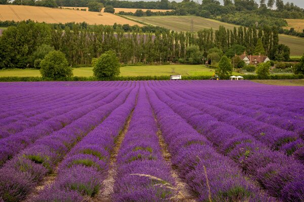 Lavender field enchants with its beauty