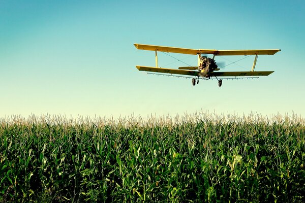 A cornhusker flies over a cornfield