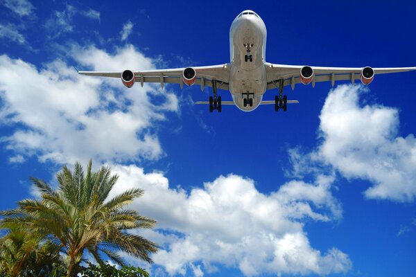 Fliegendes Flugzeug vor dem Hintergrund von Palmen