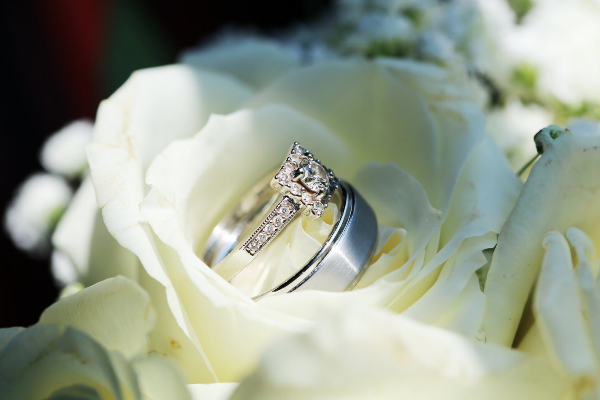 rings wedding flower white rose