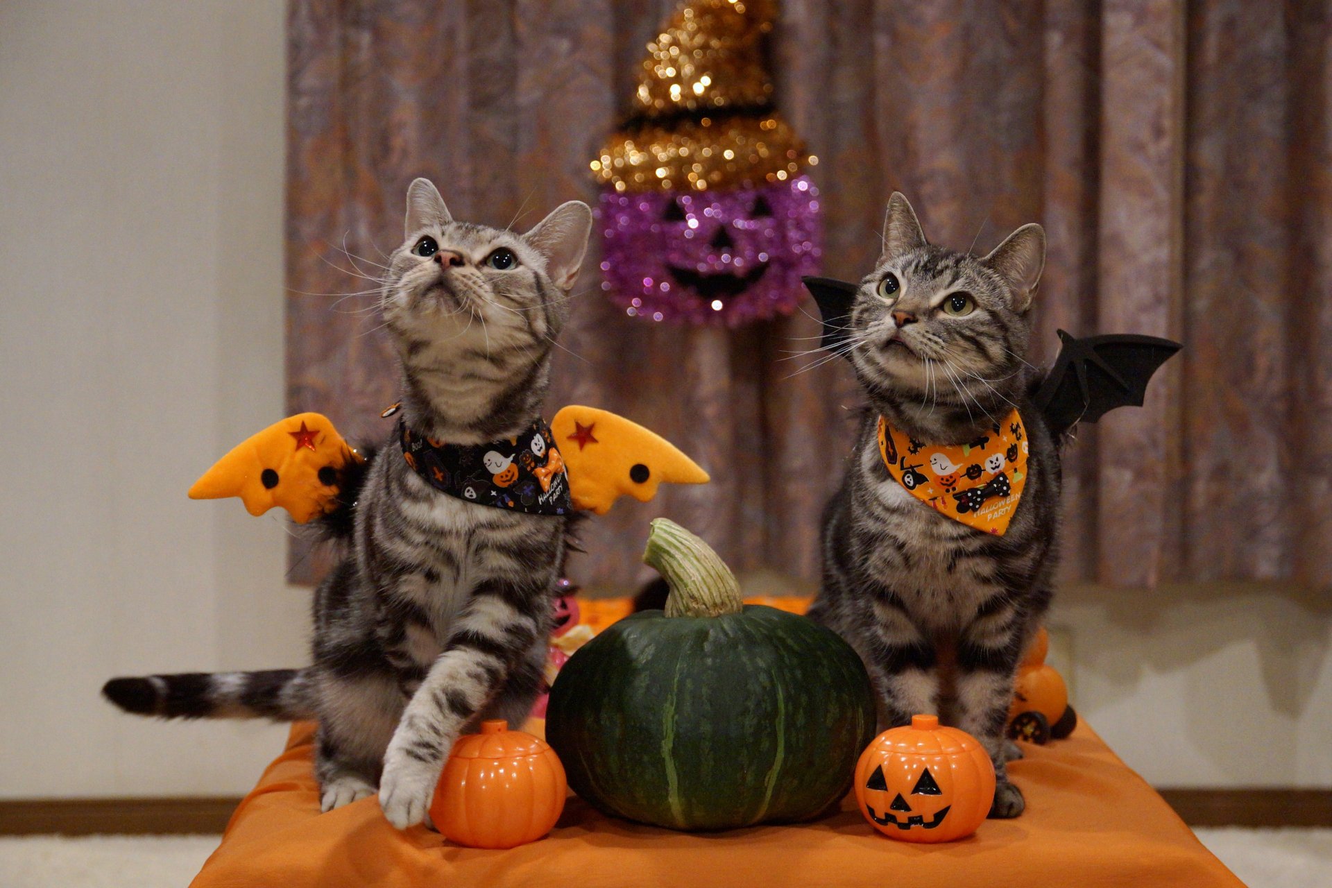 katzen melone halloween urlaub