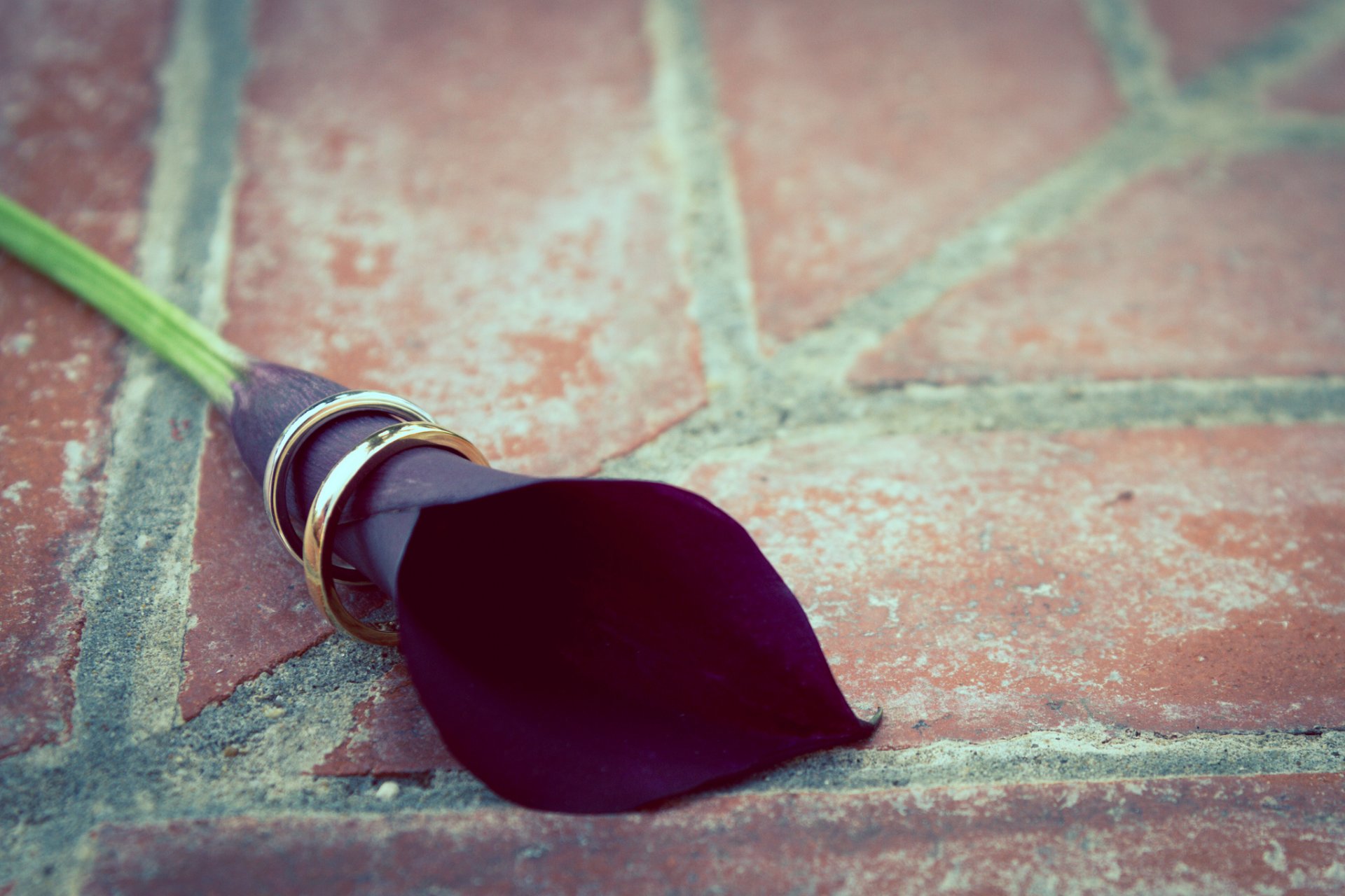 calla fiore anelli matrimonio