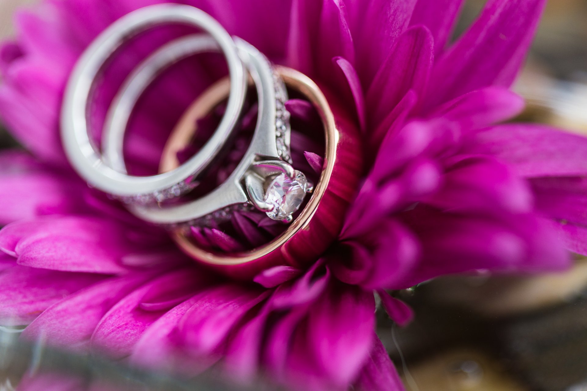 flor anillos pétalos boda compromiso