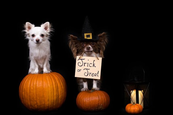 Dos perros con tres calabazas