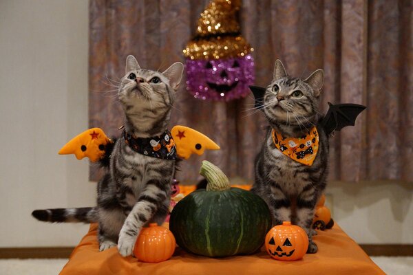 Chats en costumes d Halloween avec des citrouilles