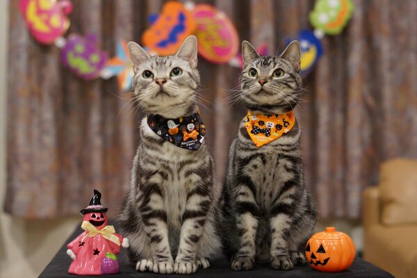 Mignon élégant phoques à la fête d Halloween