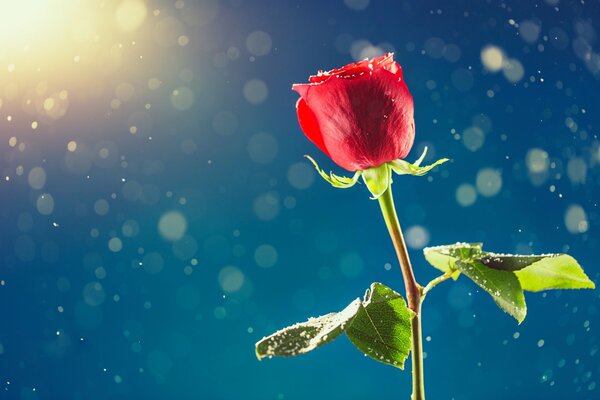 Rote Rose zum Valentinstag