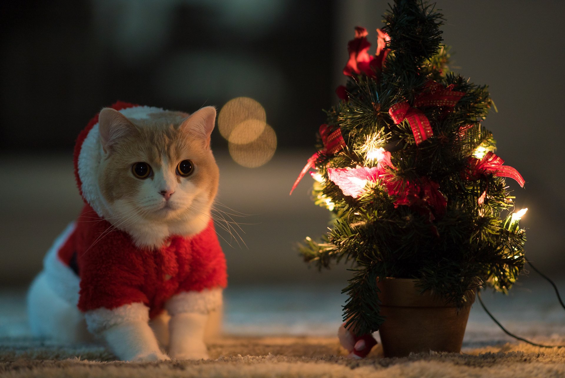 katze blick hintergrund