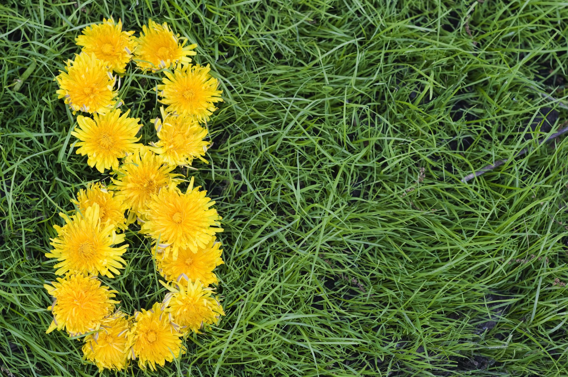 march 8 women s day flower dandelions yellow in the background green gra