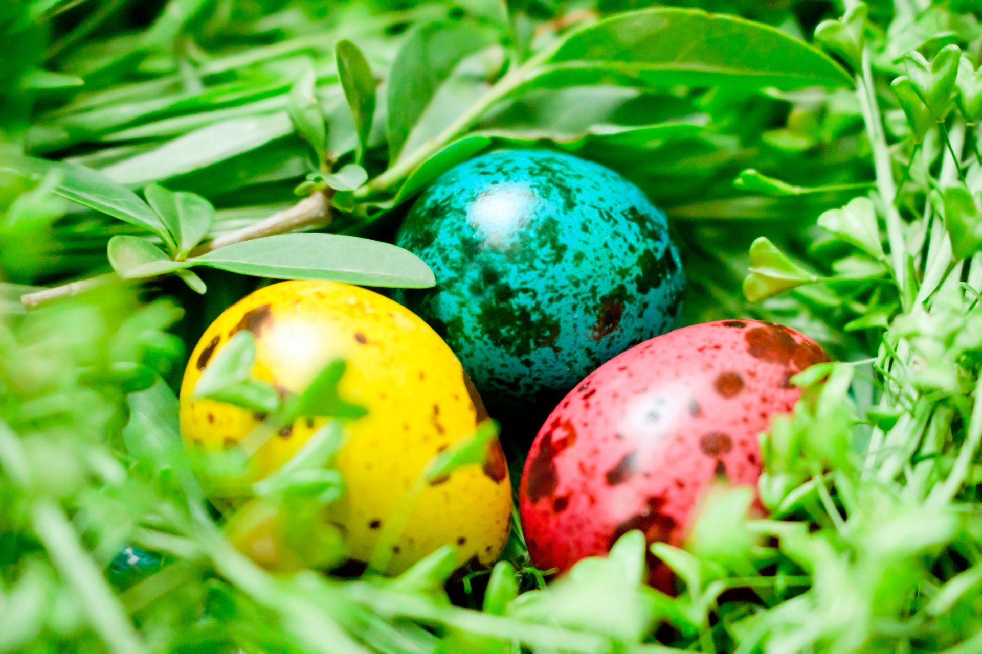 easter eggs colored eggs green close up nest