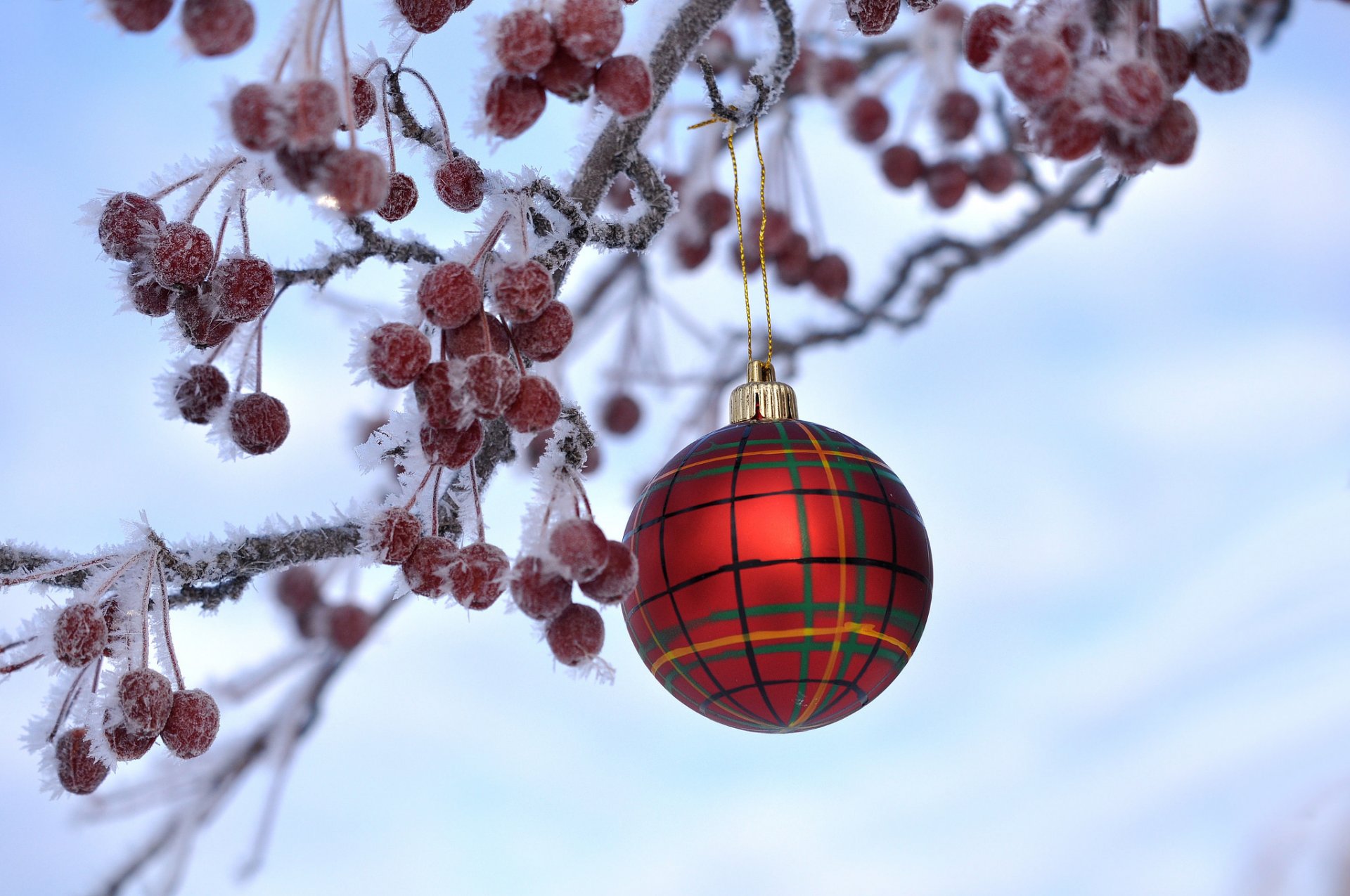 branch berries fruit crystals frost christmas new year ball