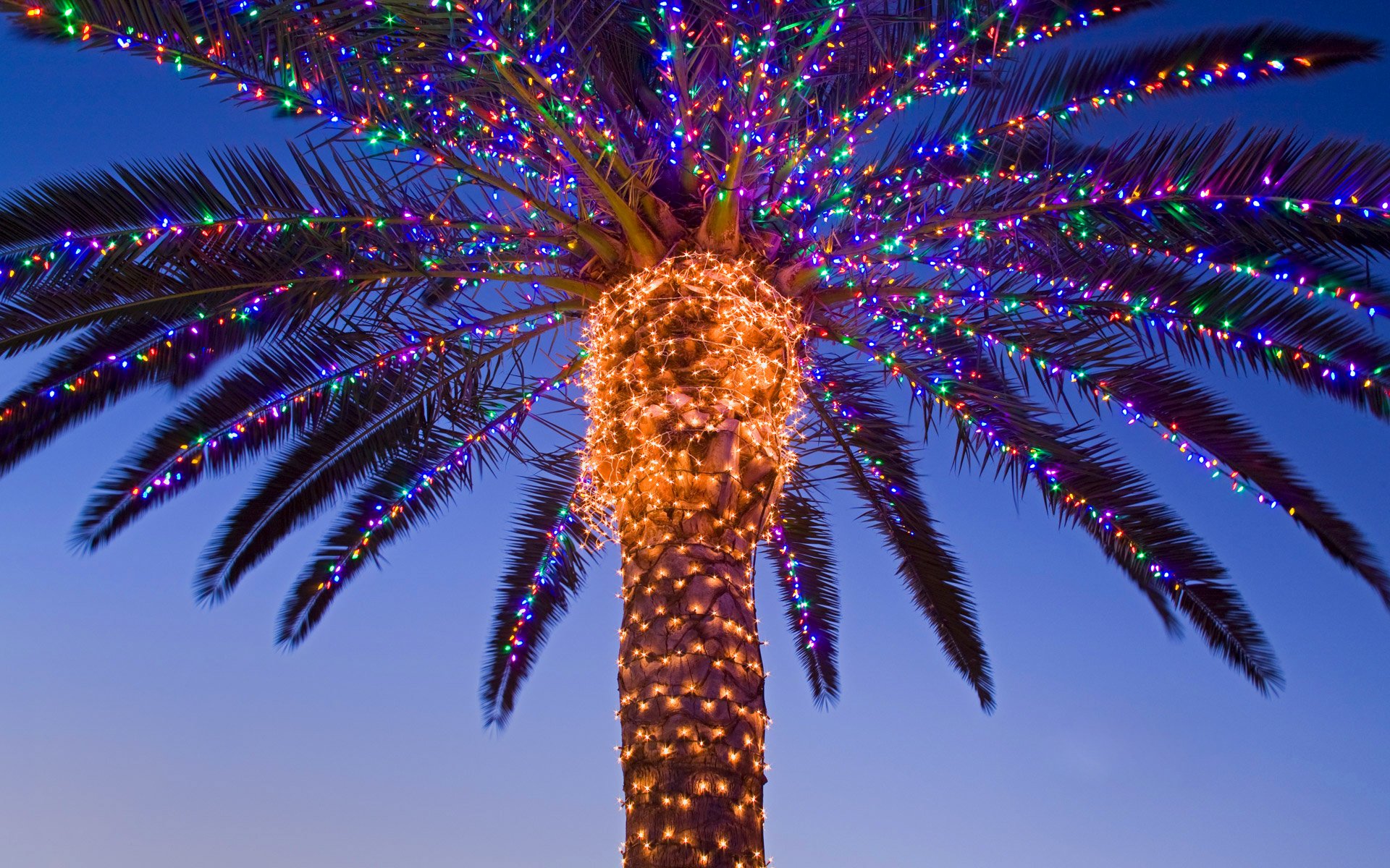 noël nouvel an guirlande palmier vallée de temecula californie états-unis