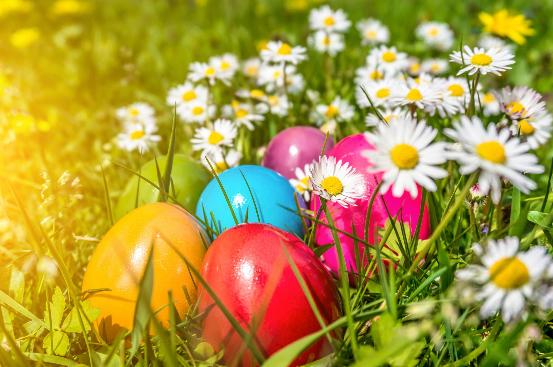 easter eggs flowers spring daisie