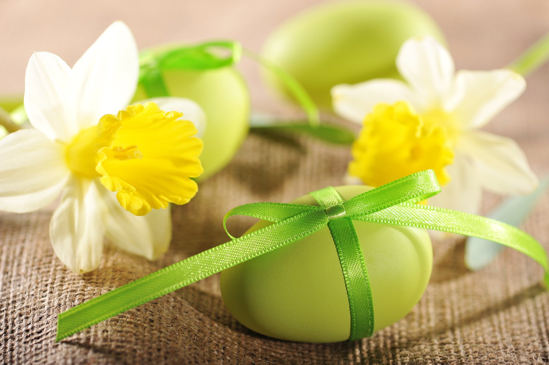 easter eggs flowers spring daffodil