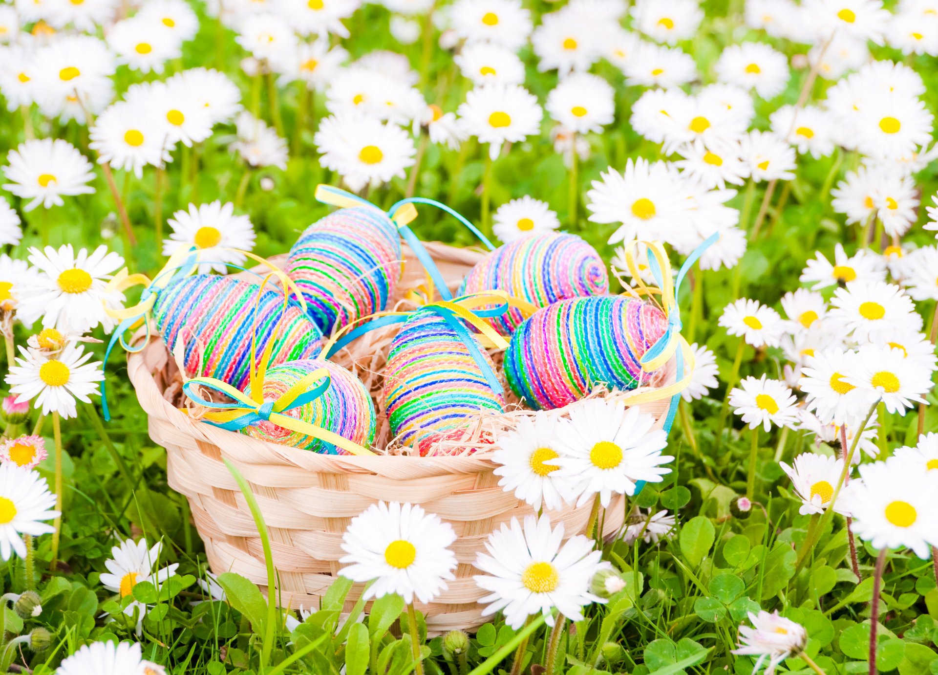 easter eggs flowers spring daisies field