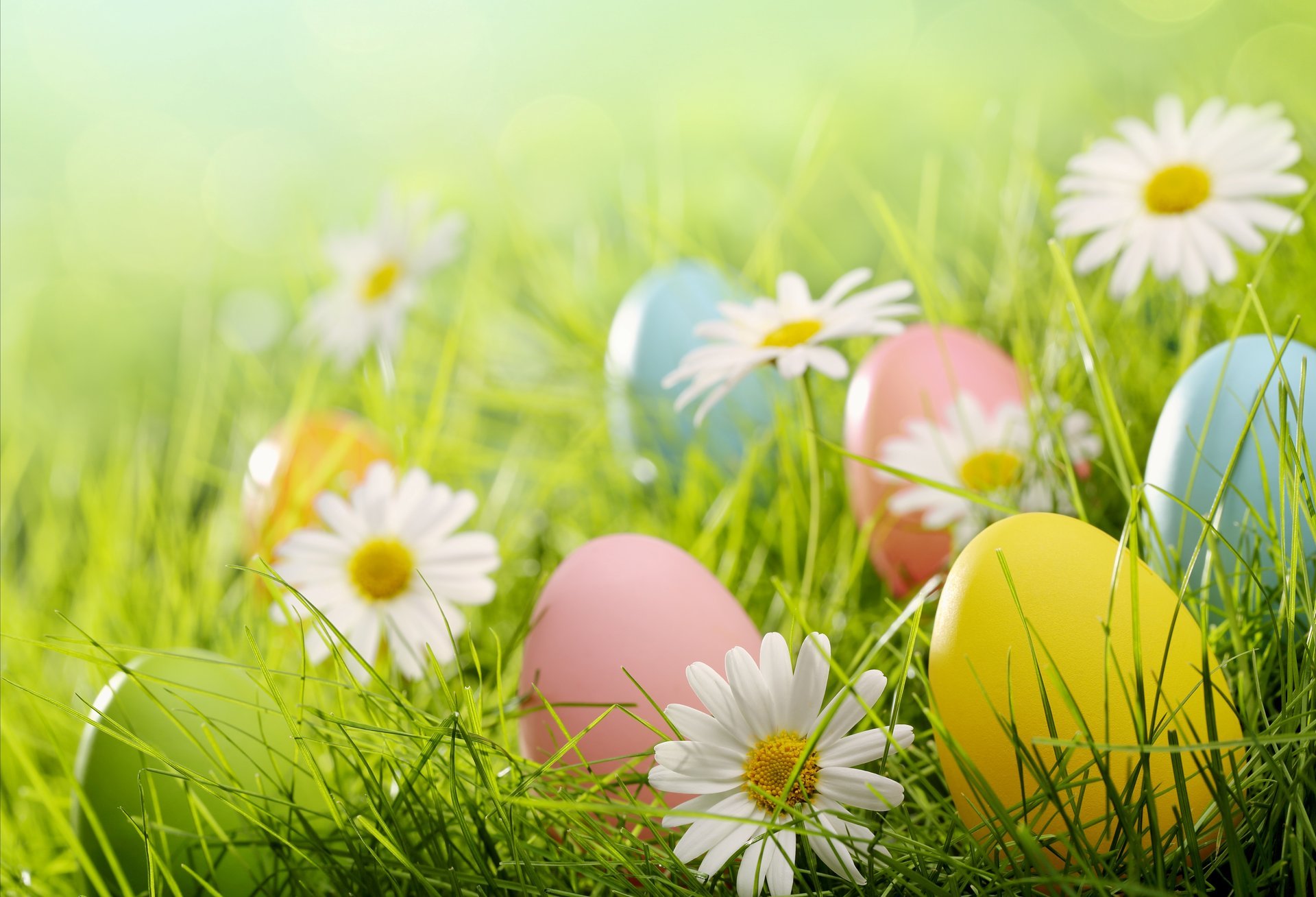 ostern eier frühling blumen gänseblümchen gras lichtung