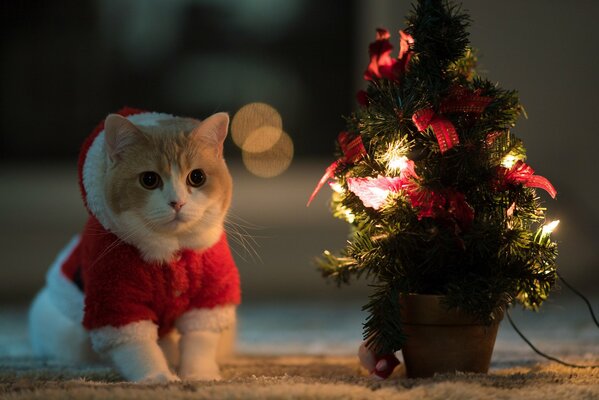 Eine verkleidete Katze mit einer Tanne des Neujahrs