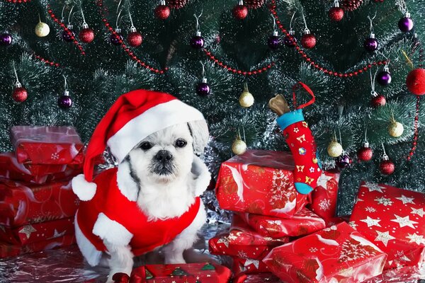 New Year s dog on the background of a Christmas tree with gifts