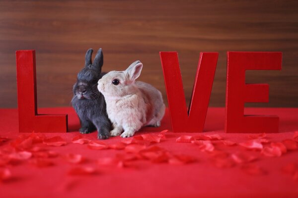 Two rabbits on a background of letters