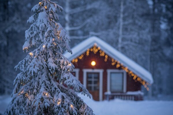 Weihnachtsstimmung im Winterwald