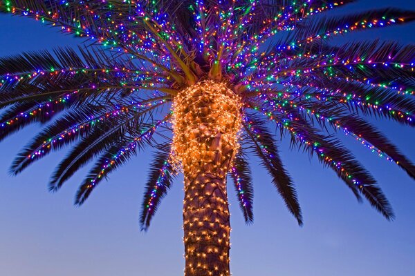 Weihnachtspalme in Kalifornien