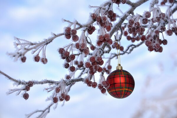 Foto de año nuevo de la rama de serbal con el juguete del árbol de Navidad