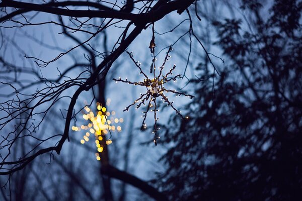 Stella di Capodanno nella foresta