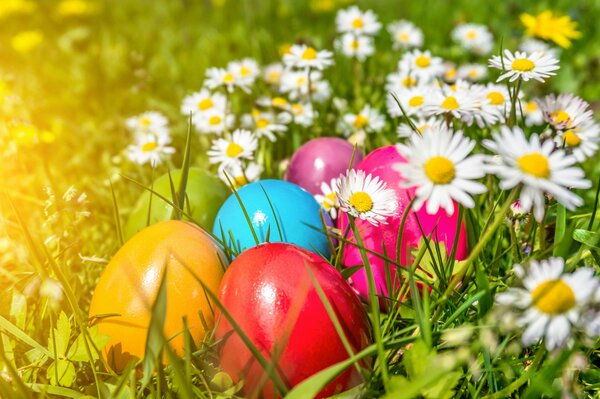 Colorful Easter eggs lie in daisies