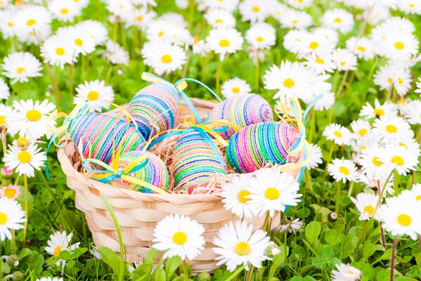 Easter eggs in a basket on a chamomile field