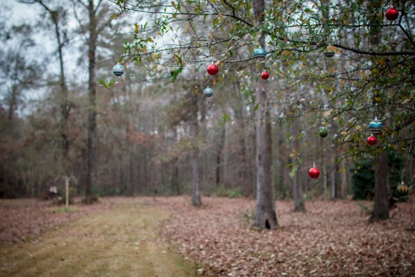 Décoration festive de la forêt d automne