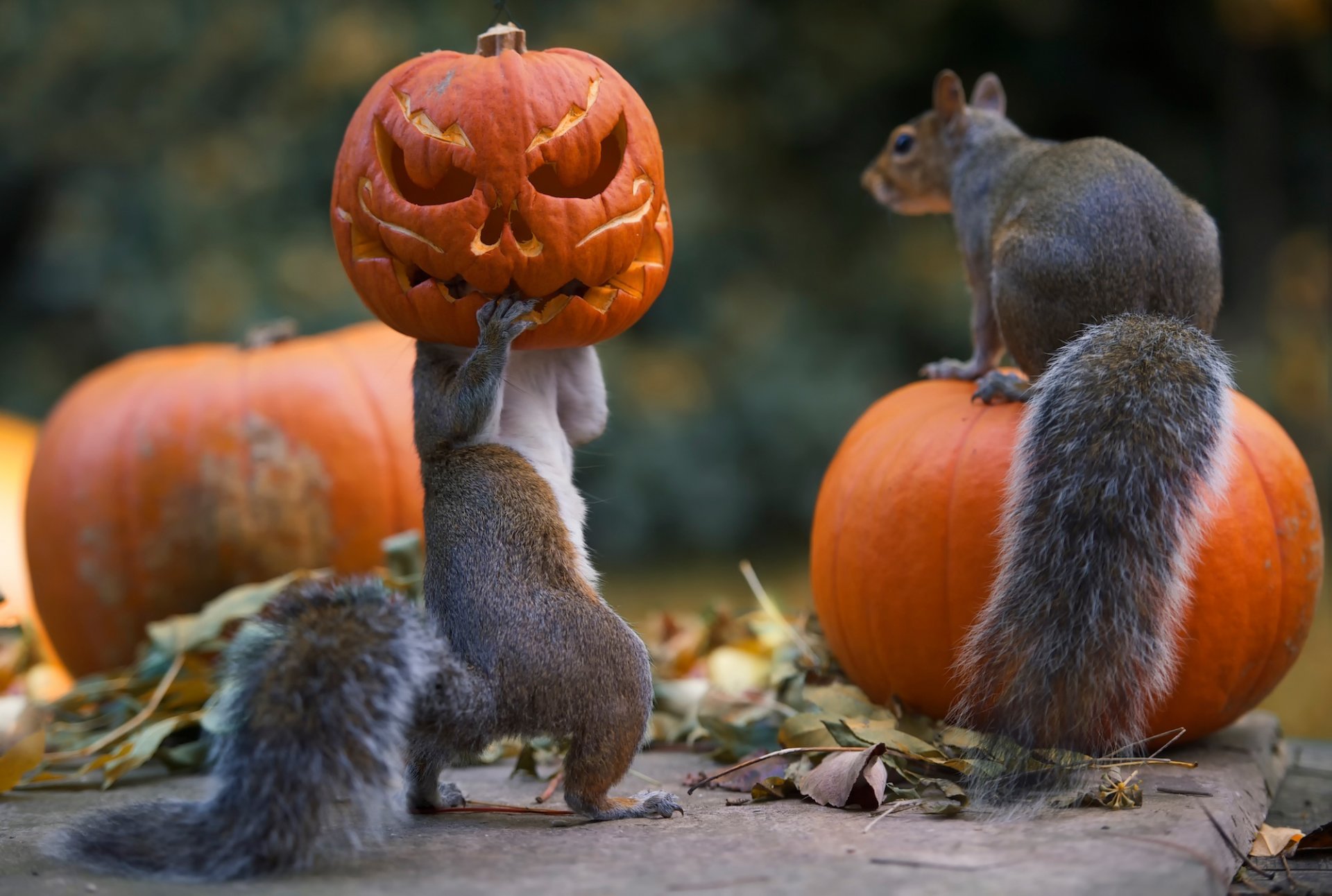 halloween wiewiórki dynie obowiązki