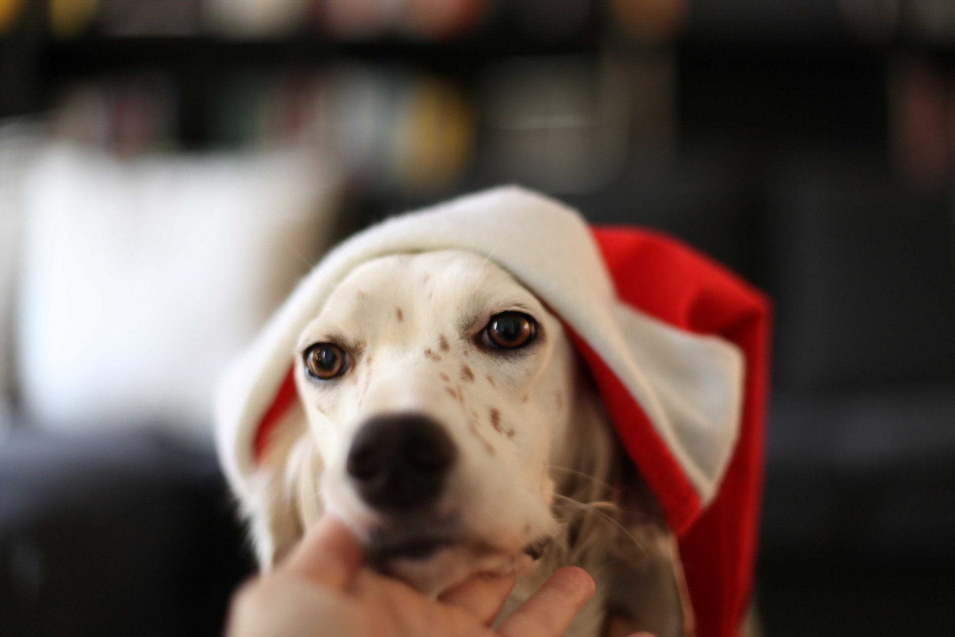 perro mirada amigo