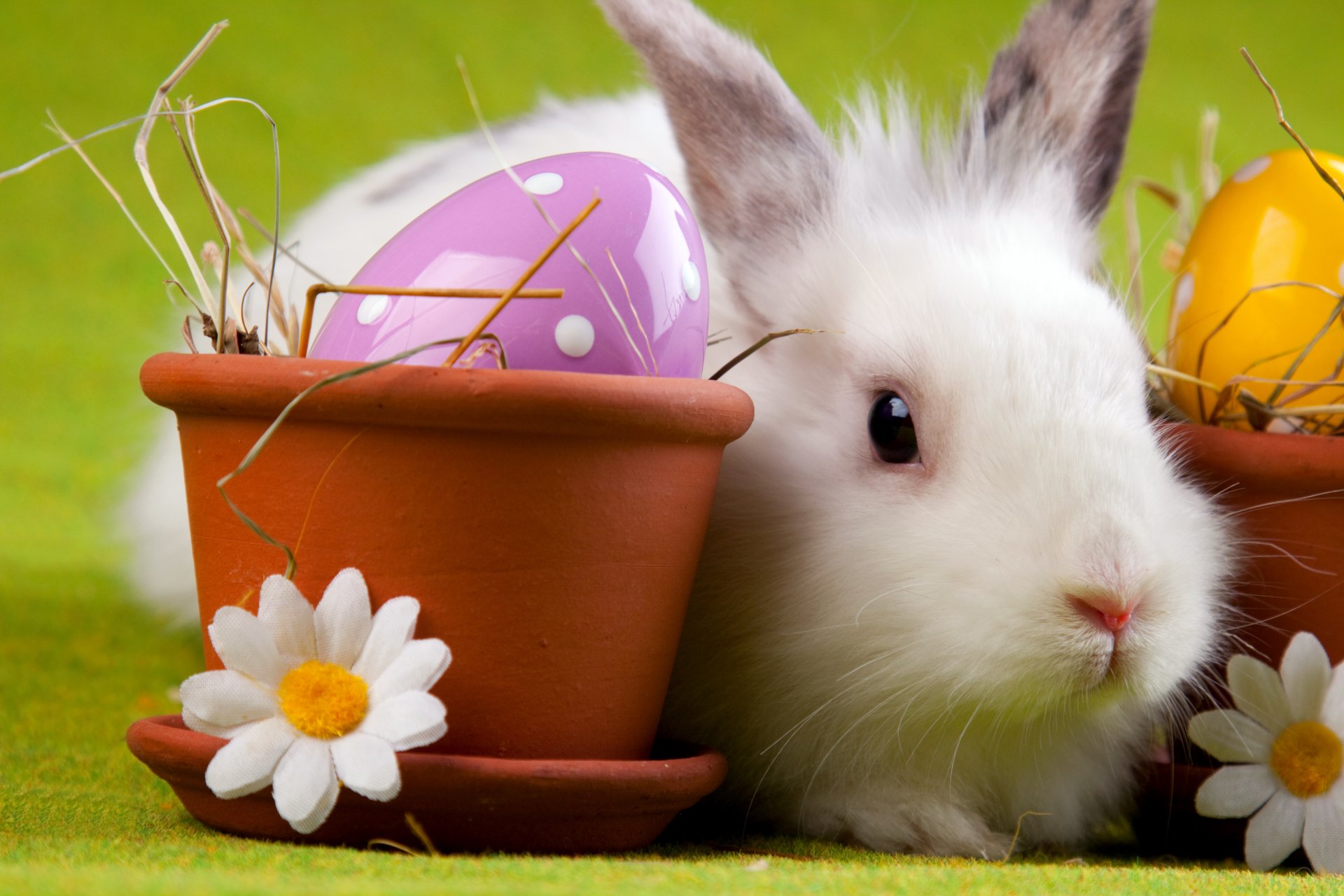 coniglio pasqua uovo margherita pentola