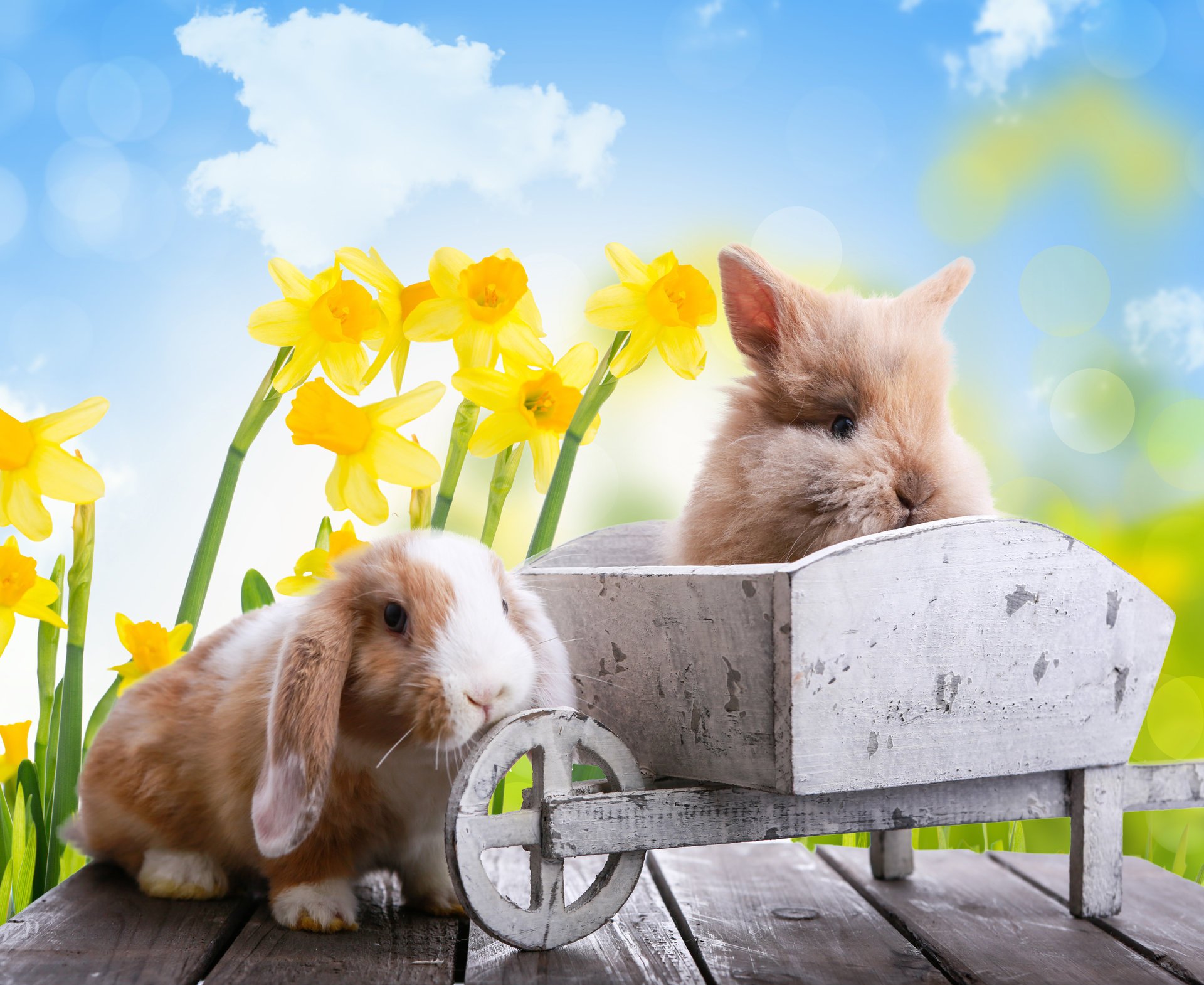 festa pasqua primavera natura tavole fiori narcisi carrello conigli animali cielo nuvole