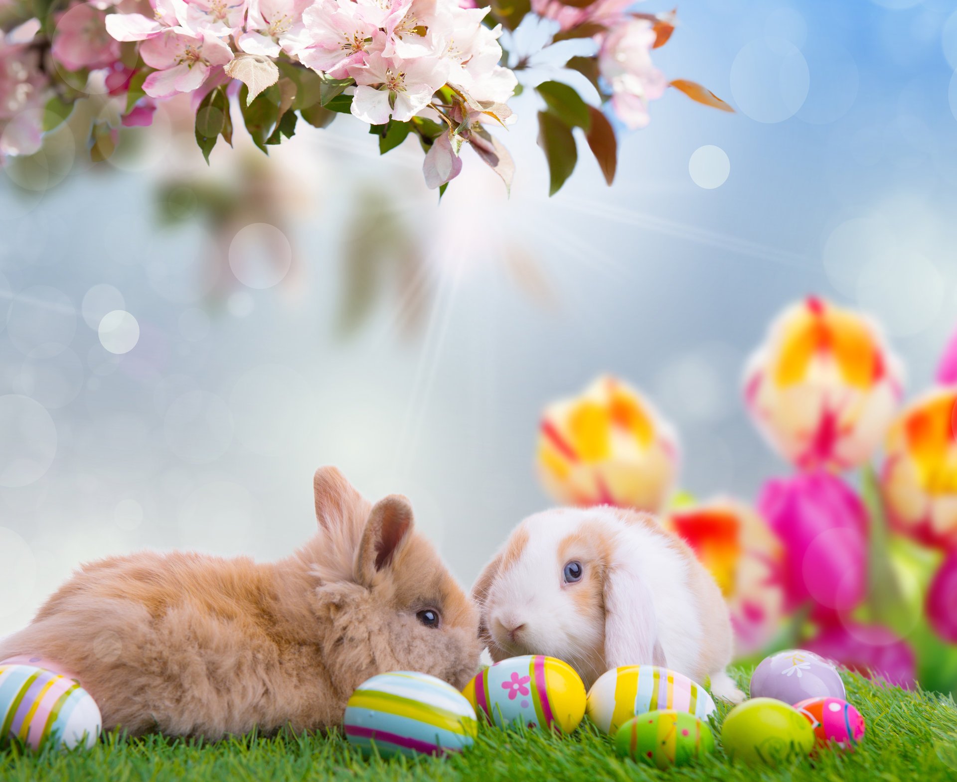 feiertag ostern frühling natur blumen tulpen zweig eier kaninchen tiere himmel bokeh strahlen