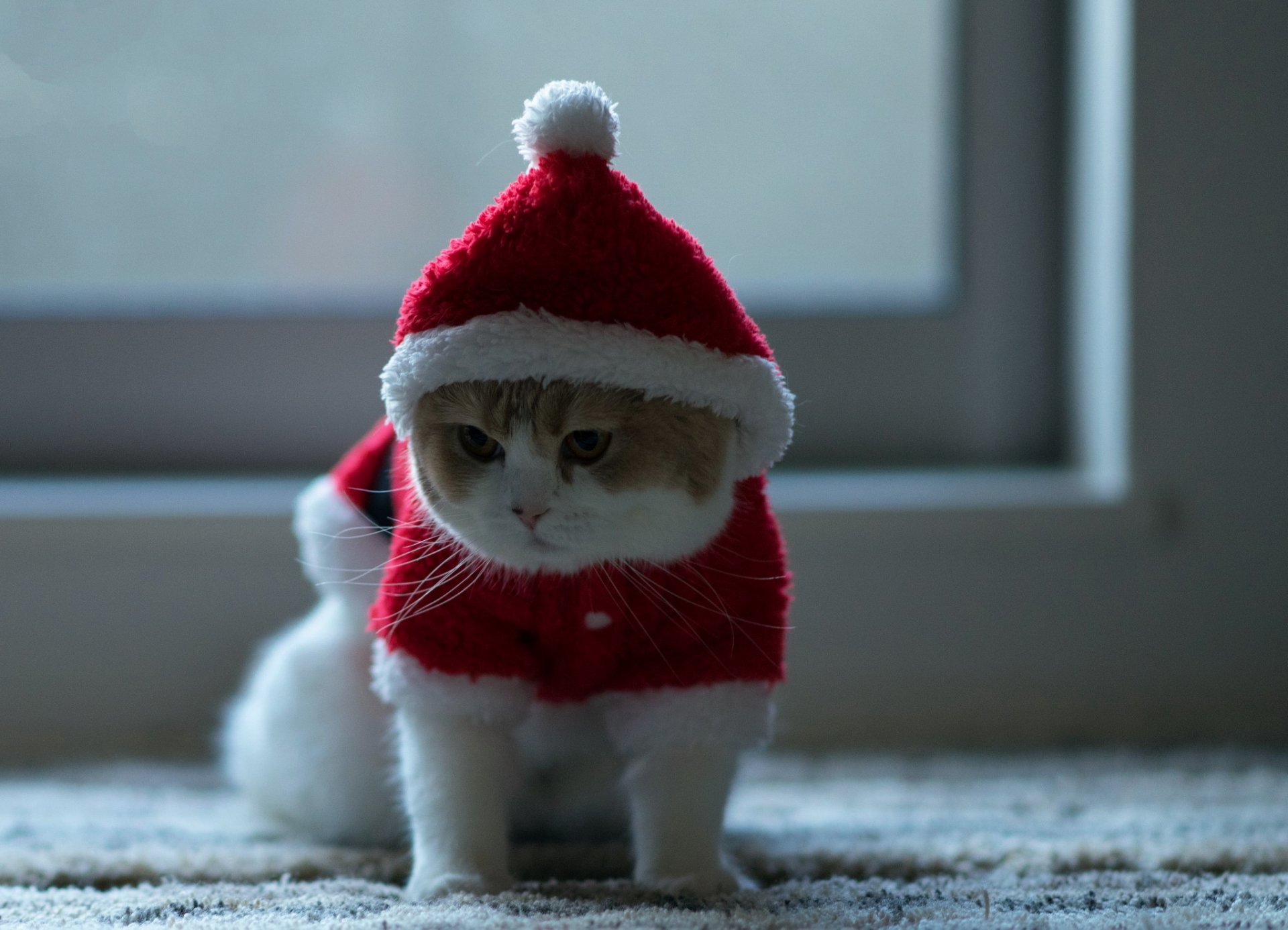 gato mirada fondo