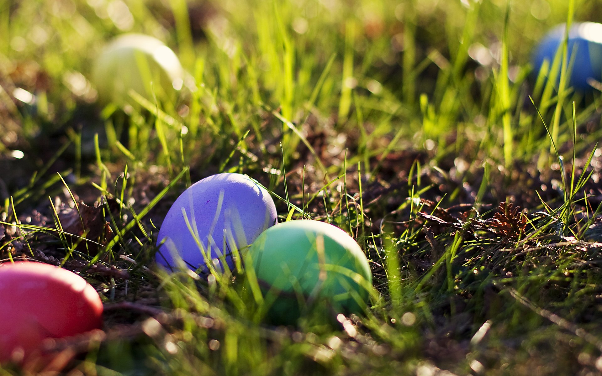 easter spring eggs colored grass spring multicolored greenery