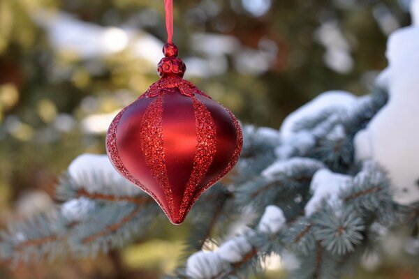 Red glass toy and snow-covered branches