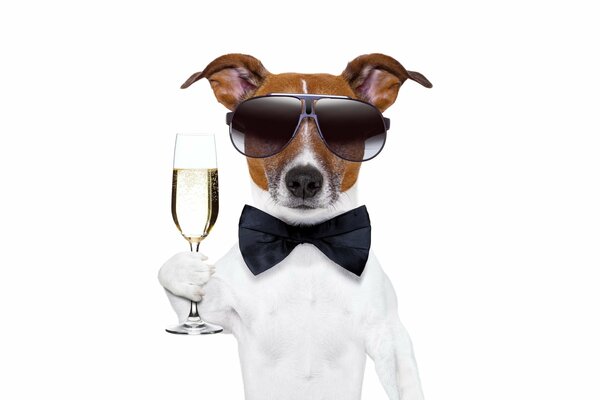 Cane con gli occhiali scuri e con una farfalla in possesso di un bicchiere di champagne
