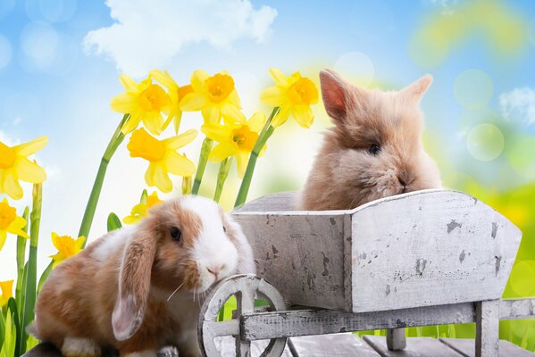 Easter Holiday and its bunnies