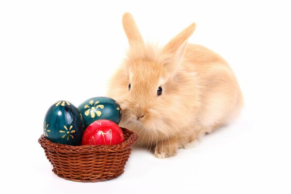 Lapin et oeufs colorés pour Pâques