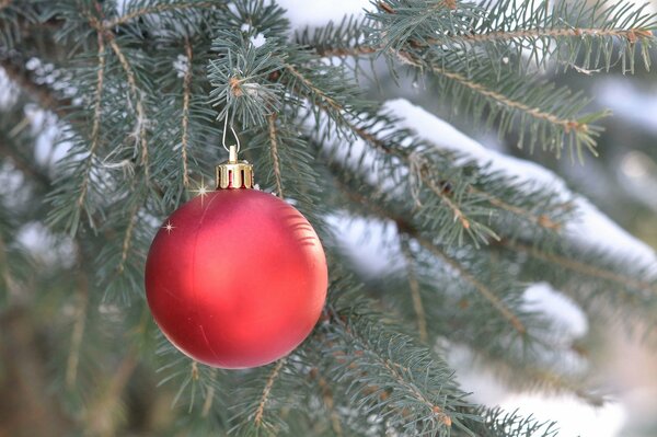 A branch of a fir tree with a red ball