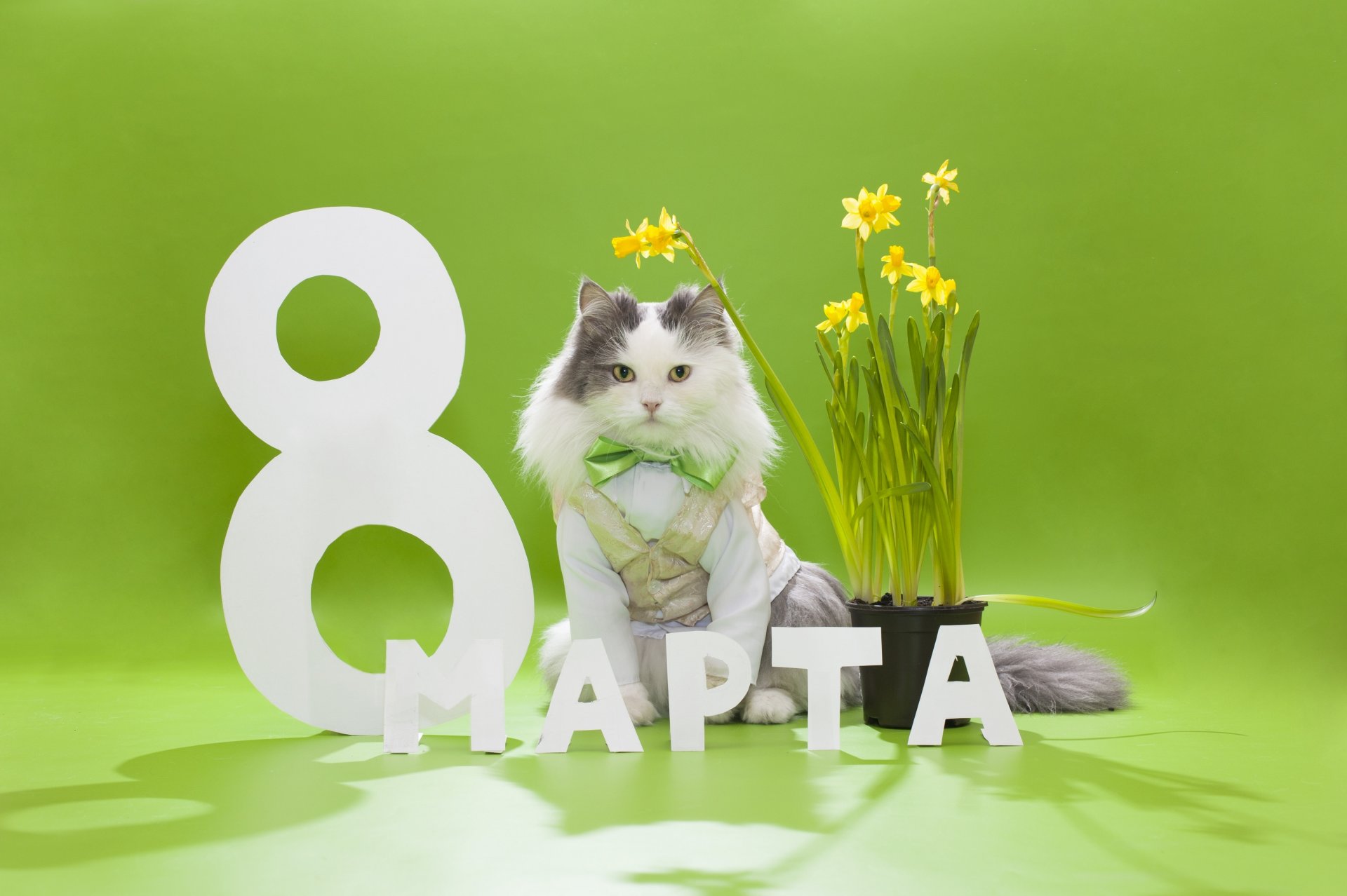 8 marzo gatto peloso gilet farfalla fiori narcisi