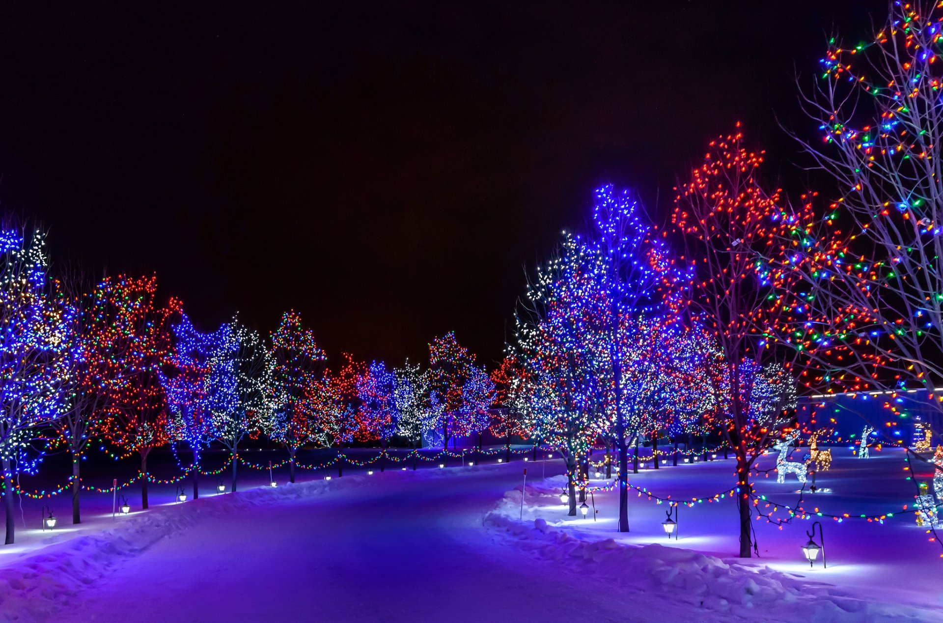 ciudad noche parque camino árboles iluminación nieve invierno vacaciones año nuevo